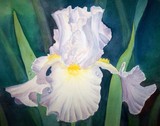 by Tanya Antimirova