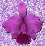 by Orchid Mandala