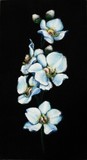 by Janna Ali