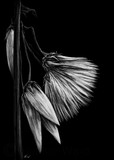 by Heather Ward