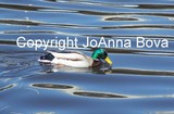 by JoAnna Bova