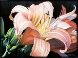 by Diana Miller-Pierce