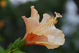 by Jane Pecic Dial