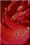 by Dell Belew