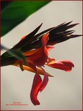 by Heli Aarniranta