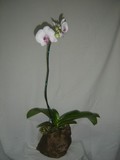by Pedra Viva mini jardins