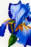 by Elaine Wilkesman