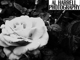 by amanda harrell