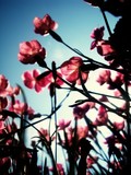 by alyssa r