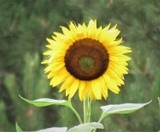 by Debra Kott
