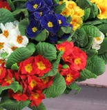 by marie-claire gallet