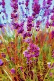 by Vicki Pelham