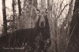 by Janeth K Cyr