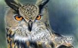 by Shelley Crowe