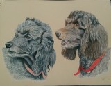 by sarah napier-fenning