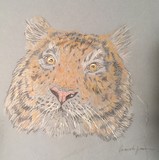 by Amanda Friesen