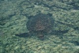 by Reef Upwelling