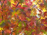 by Patti Powers
