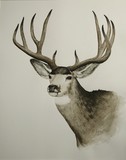 by Amanda Cowan