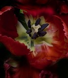 by Greg Summers