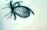 by Paula A. DeLisse