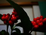 by Hiromi Green