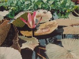 by Sharon De Vore