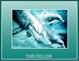 by Tom Litke