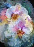 by Alexandr A