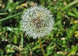 by Debra Kott