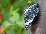 by Janet Dickinson
