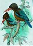 by raju bajracharya