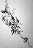 by Dana Koffenberger