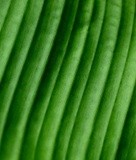 by Scott  Alexander Jack