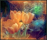by Sher Richardson