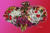 by Nira Dabush
