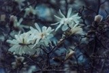 by Kimberly Tilley