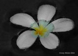 by Cindy Webb