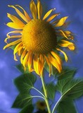 by Paul Wedlake