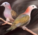 by kaukab ahmad