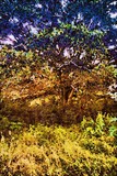 by Ropati Leaso-Cobb