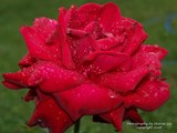 by Sharron Lee