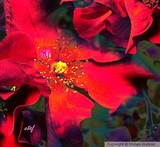 by Stefani Wehner