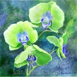 by Joan A Hamilton