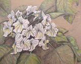 by Amy Brown