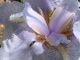 by Carol J. Hicks