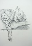 by Alan Pickersgill