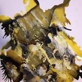 by Nicole Lee