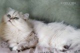 by DEE JOBES PHOTOGRAPHY