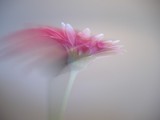 by Babette 